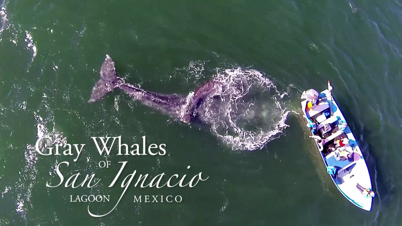 The Gray Whales of San Ignacio Lagoon