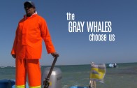 The Gray Whales Choose Us